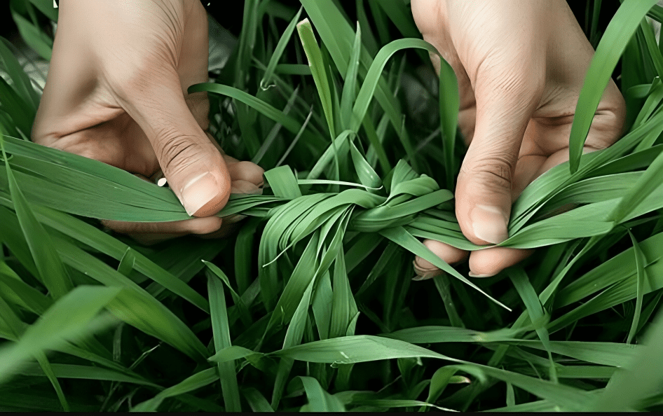 سیزده به در سبزه گره زدن